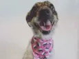 Meg