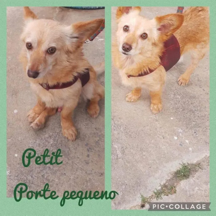 Cachorro ra a SRD idade 2 anos nome Pietro