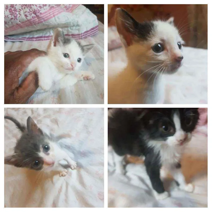 Gato ra a SRD idade Abaixo de 2 meses nome Filhotes sem nome