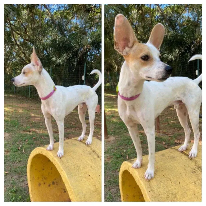 Cachorro raça SRD-ViraLata idade 2 anos nome Jack