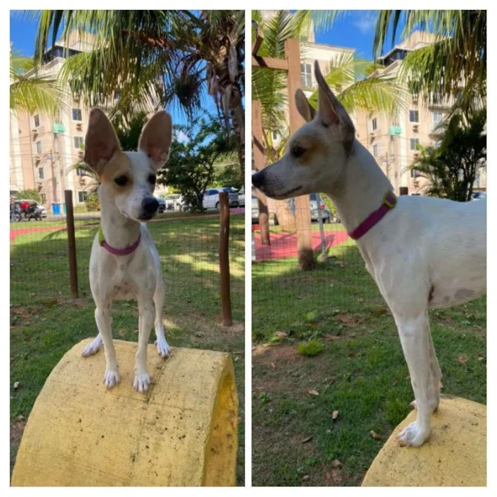 Cachorro raça SRD-ViraLata idade 2 anos nome Jack