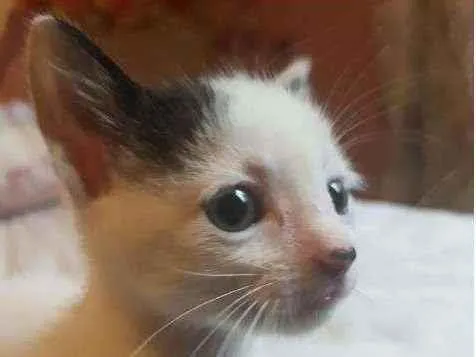 Gato ra a SRD idade Abaixo de 2 meses nome Filhotes sem nome