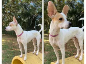 Cachorro raça SRD-ViraLata idade 2 anos nome Jack