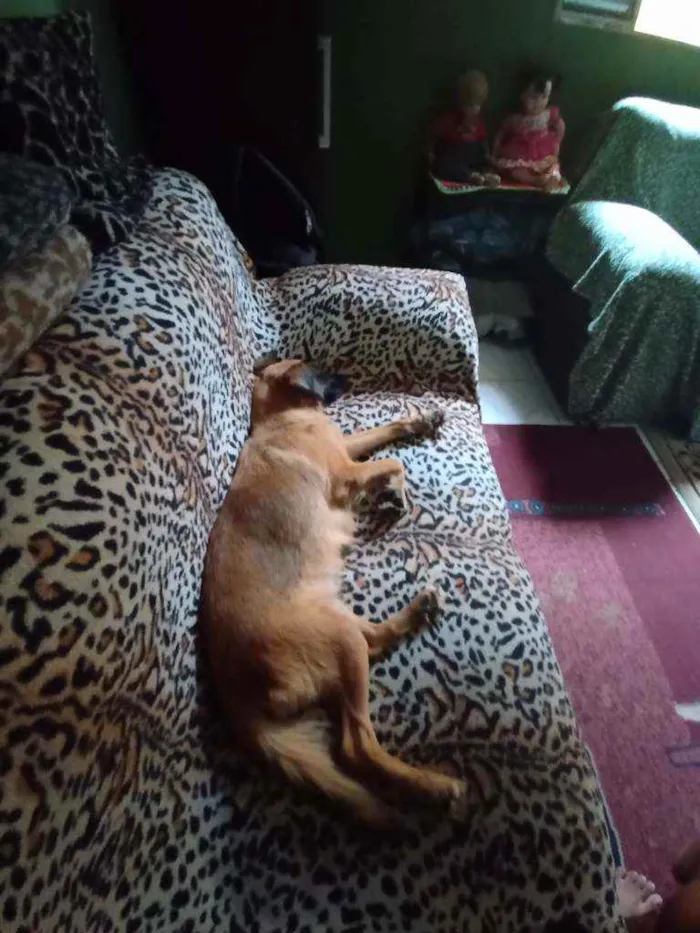 Cachorro ra a Srd idade 3 anos nome Dorinha