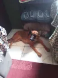 Dorinha