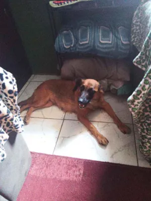 Cachorro raça Srd idade 3 anos nome Dorinha