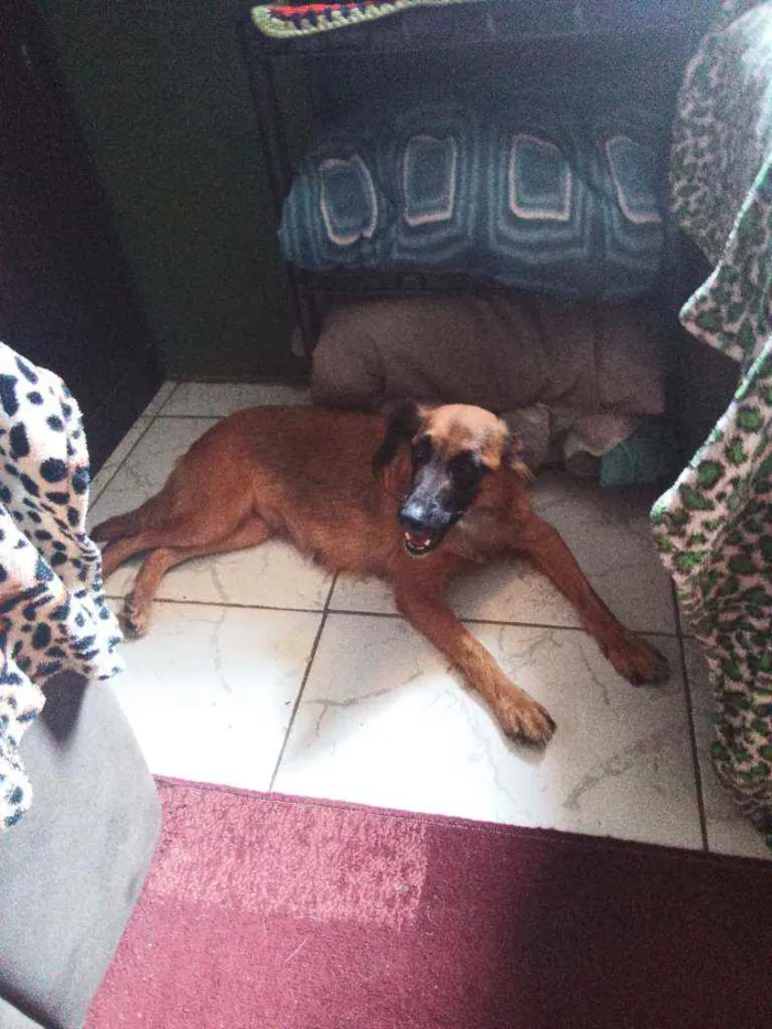 Cachorro ra a Srd idade 3 anos nome Dorinha