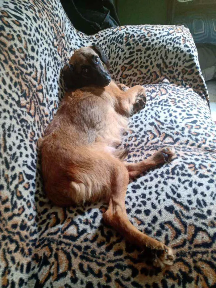 Cachorro ra a Srd idade 3 anos nome Dorinha