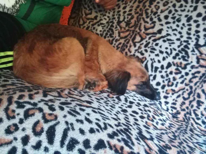 Cachorro ra a Srd idade 3 anos nome Dorinha
