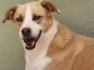 Cachorro raça  idade  nome Madona