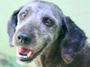 Cachorro raça  idade  nome Billy