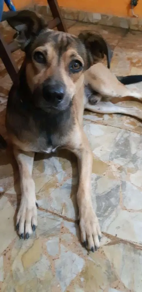 Cachorro ra a SRD-ViraLata idade 3 anos nome PACO