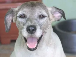 Cachorro raça  idade  nome Alina