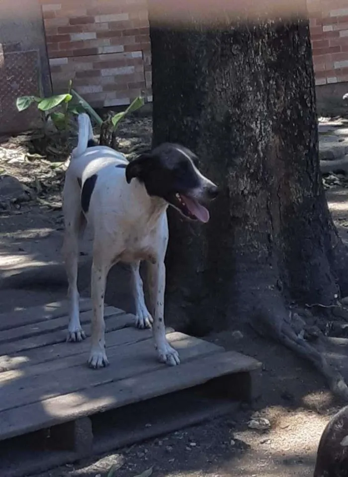 Cachorro ra a SRD-ViraLata idade 3 anos nome LEON