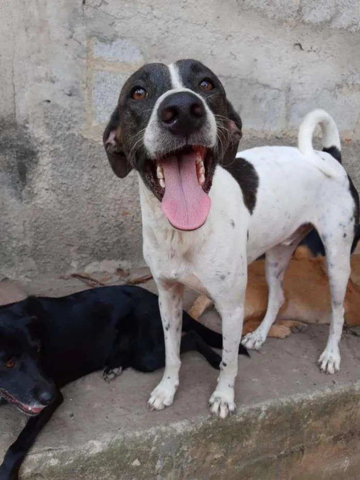 Cachorro ra a SRD-ViraLata idade 3 anos nome LEON