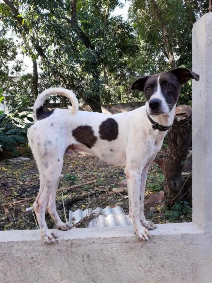 Cachorro ra a SRD-ViraLata idade 3 anos nome LEON