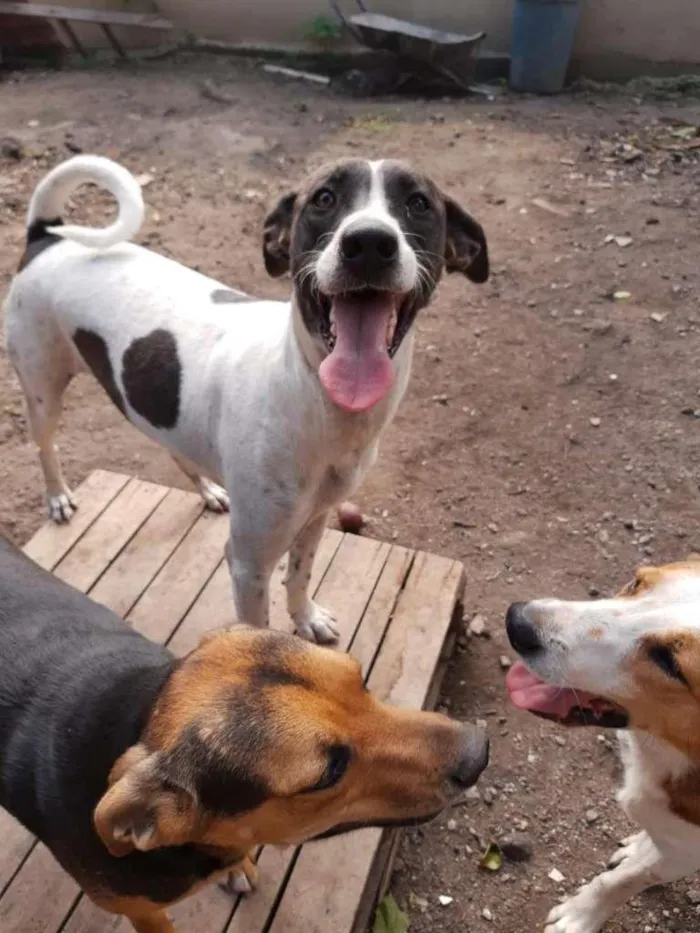 Cachorro ra a SRD-ViraLata idade 3 anos nome LEON