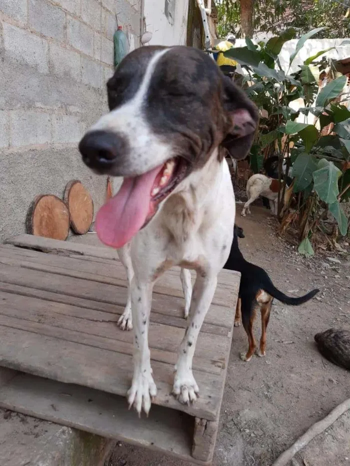 Cachorro ra a SRD-ViraLata idade 3 anos nome LEON
