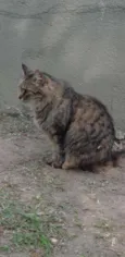 MIAH