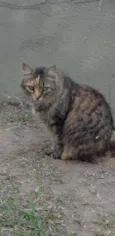 MIAH