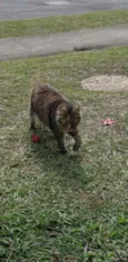 MIAH