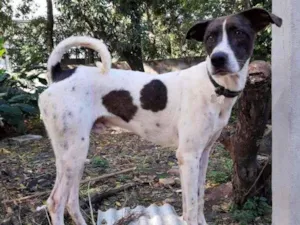 Cachorro raça SRD-ViraLata idade 3 anos nome LEON