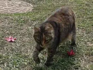 Gato raça FELINO idade 4 anos nome MIAH