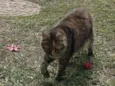MIAH