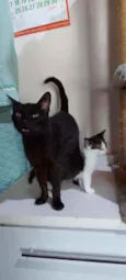 Ebony e Pierrot