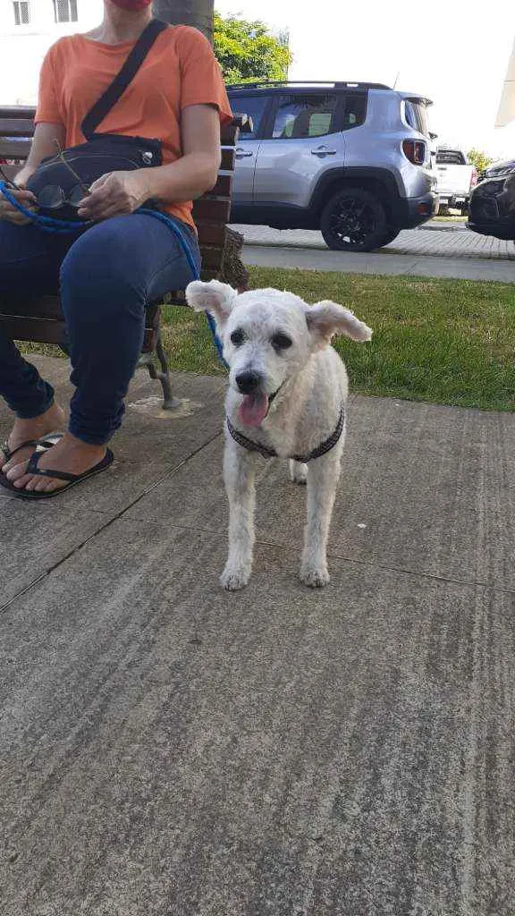 Cachorro ra a Puldoll  idade 5 anos nome Luck