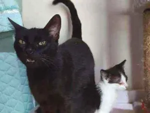 Gato raça SRD idade 2 a 6 meses nome Ebony e Pierrot