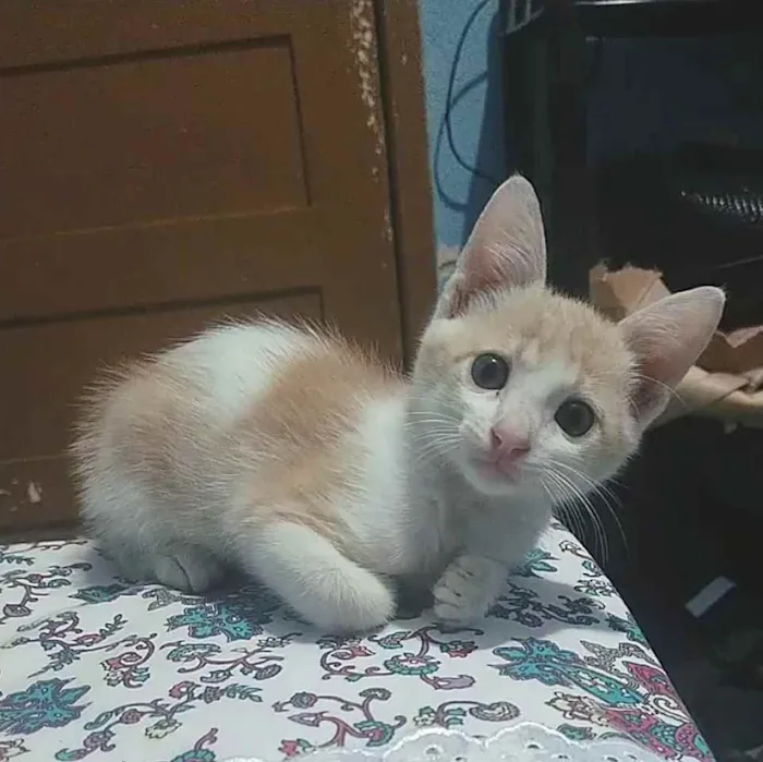 Gato ra a Não tem raça idade Abaixo de 2 meses nome Sem nome
