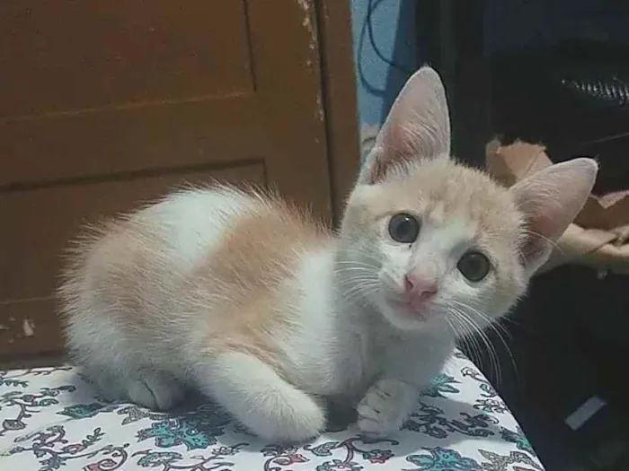 Gato ra a Não tem raça idade Abaixo de 2 meses nome Sem nome