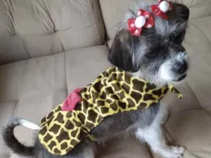 Cachorro raça Mestiça  idade 6 ou mais anos nome Julie 