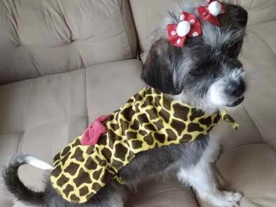 Cachorro ra a Mestiça  idade 6 ou mais anos nome Julie 