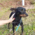 Cachorro raça Mix Pincher  idade 1 ano nome Sem nome