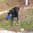 Cachorro raça Mix Pincher  idade 1 ano nome Sem nome
