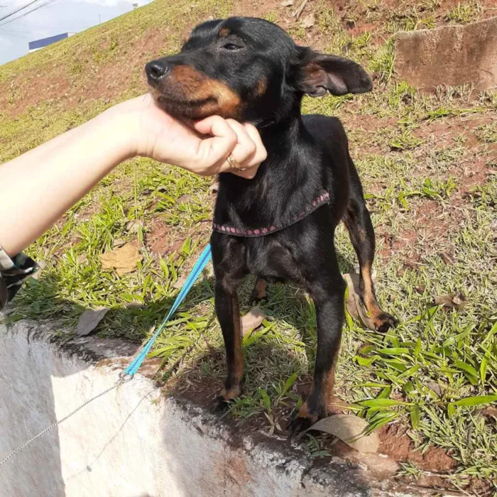 Cachorro raça Mix Pincher  idade 1 ano nome Sem nome