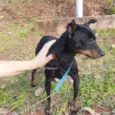 Cachorro raça Mix Pincher  idade 1 ano nome Sem nome