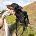Cachorro raça Mix Pincher  idade 1 ano nome Sem nome