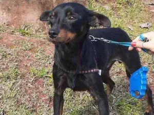 Cachorro raça Mix Pincher  idade 1 ano nome Sem nome