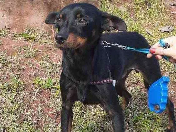 Cachorro raça Mix Pincher  idade 1 ano nome Sem nome