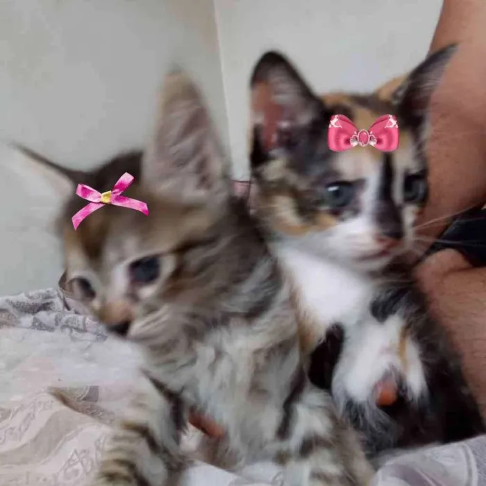 Gato ra a Mestiças  idade 2 a 6 meses nome Cristal e Sabrina 