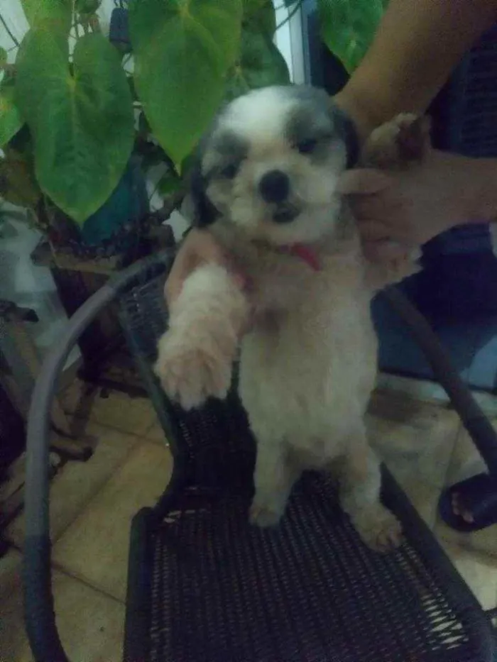 Cachorro ra a Shitzu idade 7 a 11 meses nome Encontrados