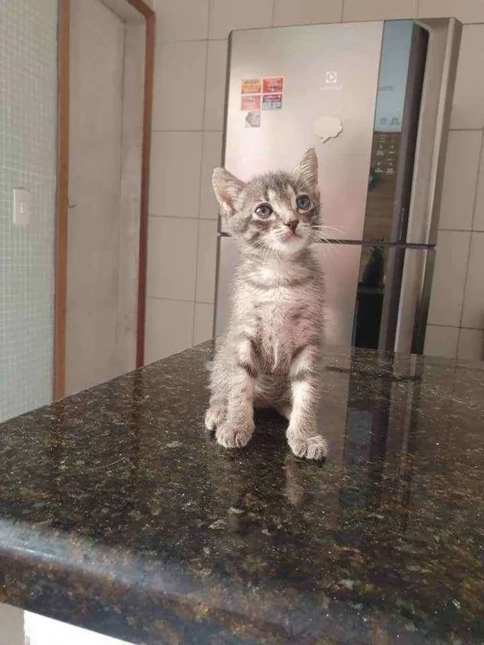 Gato ra a SRD idade Abaixo de 2 meses nome Grey