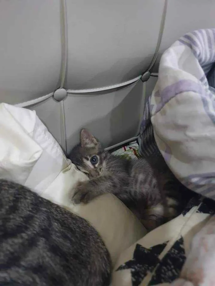 Gato ra a SRD idade Abaixo de 2 meses nome Grey