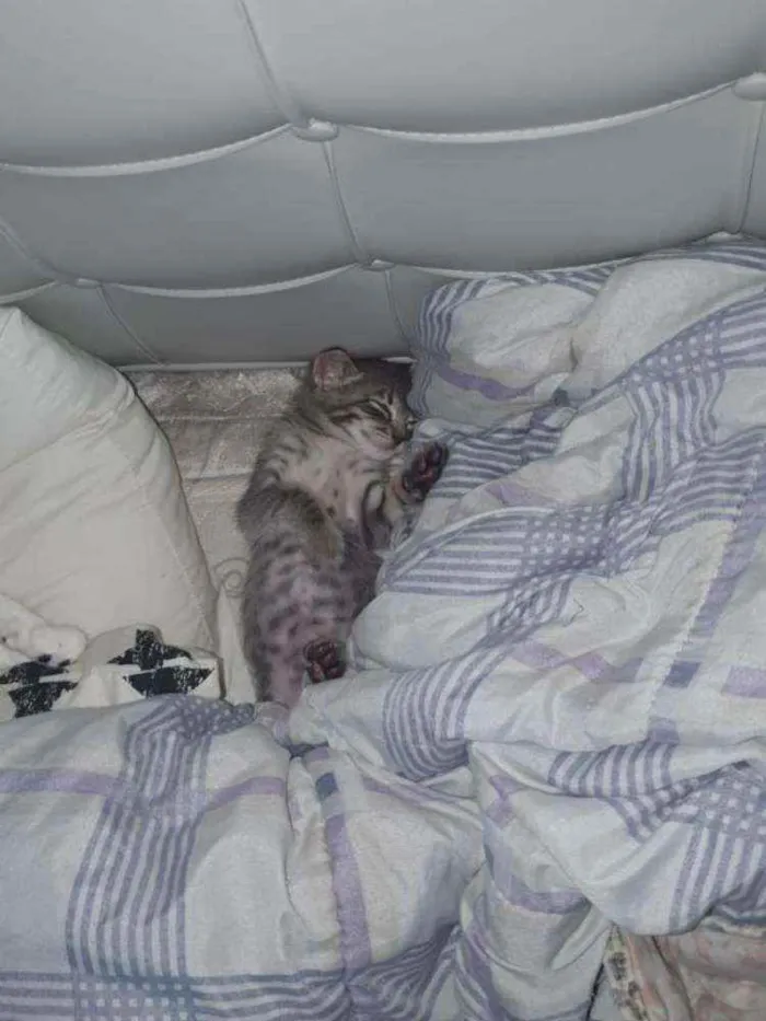 Gato ra a SRD idade Abaixo de 2 meses nome Grey