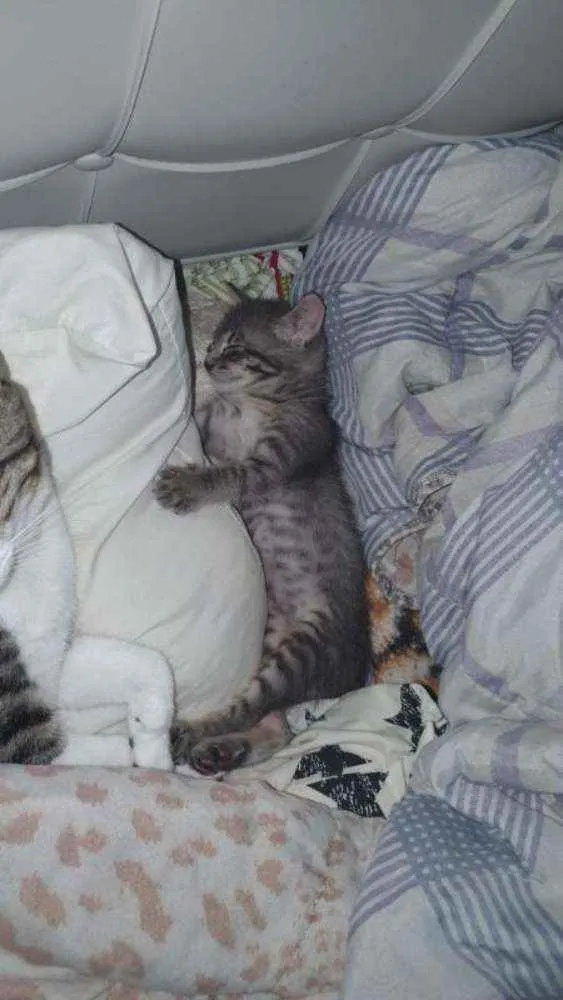 Gato ra a SRD idade Abaixo de 2 meses nome Grey