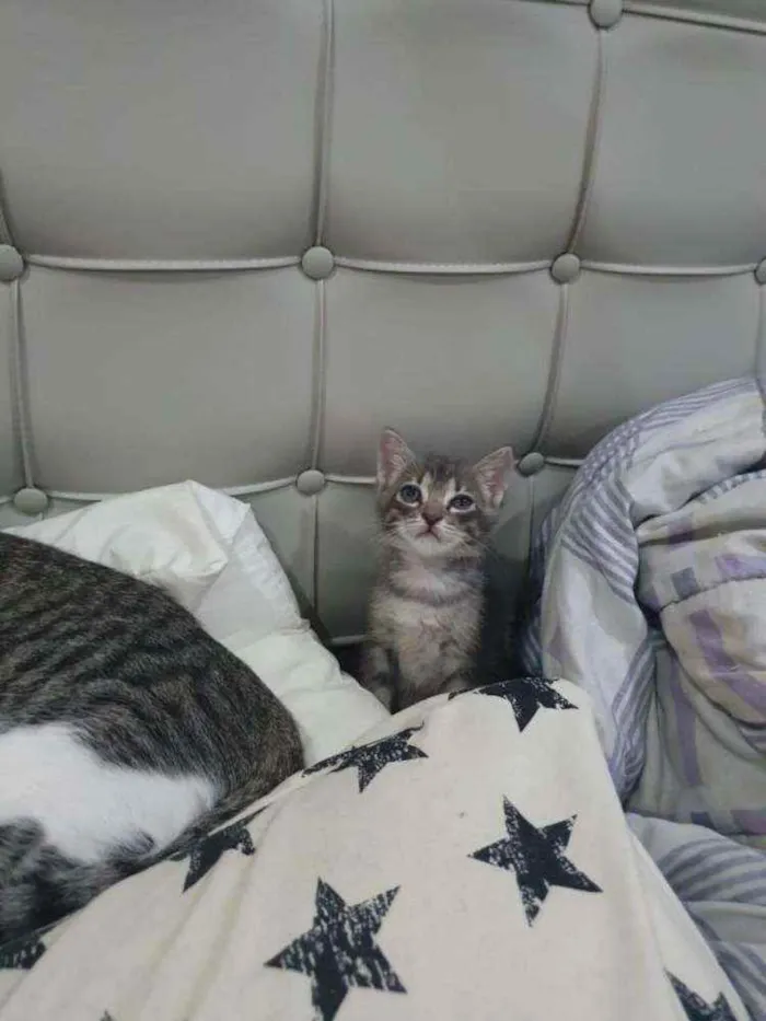 Gato ra a SRD idade Abaixo de 2 meses nome Grey