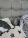Grey